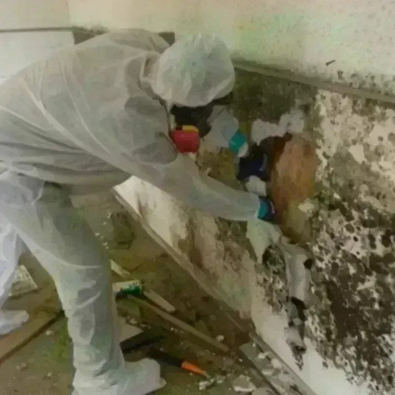 Mold Remediation and Removal in Troy, NY